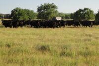 beef cattle in field