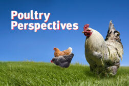 poultry perspectives feat