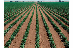 rows of crops