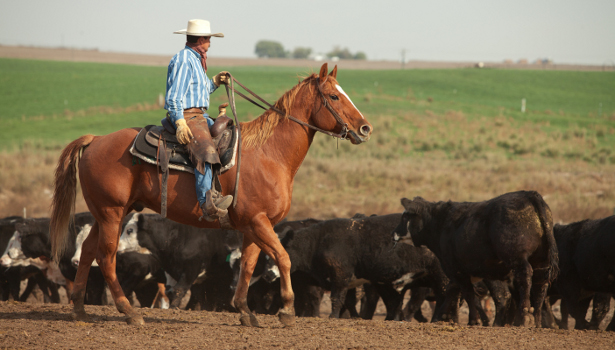 Agri Beef's STAR-studded growth | 2013-01-21 | National Provisioner