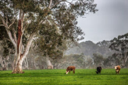 Cargill Teys Australia