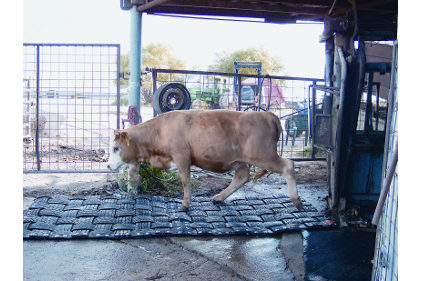 Non Slip Flooring for Livestock Handling