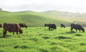 cows eating grass