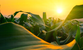 green corn field