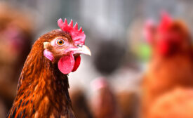 Chickens on traditional free range poultry farm.