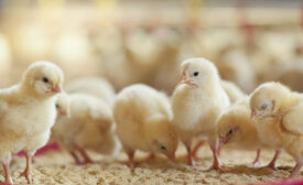 baby chicks