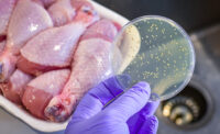 Bacterial culture plate with chicken meat at the background