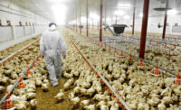 A farmer veterinary walks inside a poultry farm