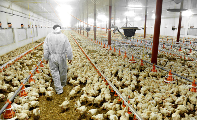 How Many Poultry Farms Are There in the U.S.?