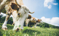 Cow on pasture, eating grass. 