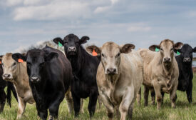 Group of black and white, mixed, crossbred beef heifers in a row