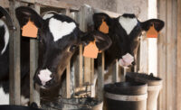 Close up of two beautiful Holstein young cows