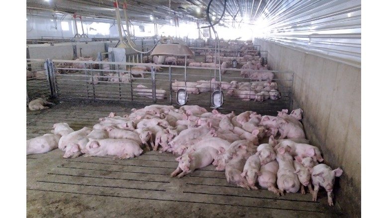 Case Study: HPGen improves gain and feed efficiency at pig farm | The ...