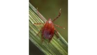 Adult female longhorned tick