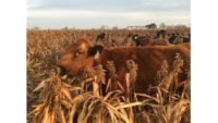 Cattle grazing in milo field at Lee Farms in Truxton, Mo.