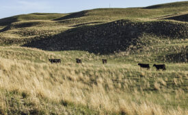 cows grazing