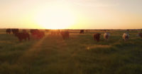 cattle roaming open field