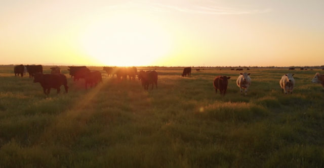 cattle roaming open field