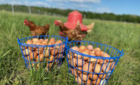 Pastured Free Range Eggs