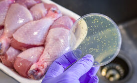 Bacterial culture plate with chicken meat at the background