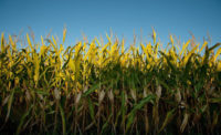 crop field