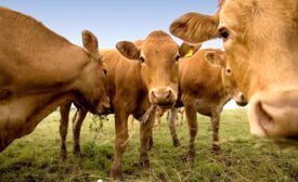 Group of curious cows munching on hay.