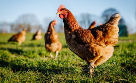 Chicken or hen on a green meadow. Selective sharpness. Several chickens out of focus in the background