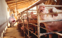 Veterinarian examining pigs at pig farm.