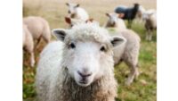 Ireland sheep lambs