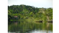 Body of water, Nature, Tree