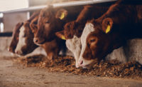 Close up of calves on animal farm eating food. Meat industry concept.