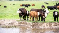 University of Idaho grazing project.jpg