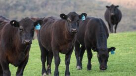 Angus cattle