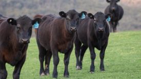 Angus cattle