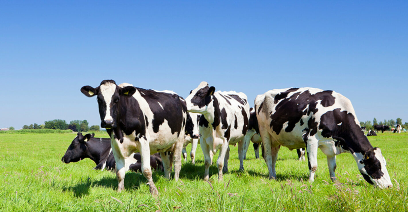 Cows Grazing