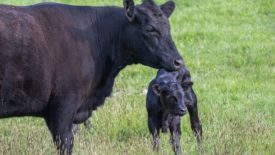 Cow and calf