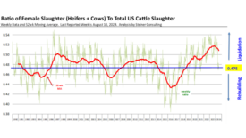 Beef supply trends August 2024