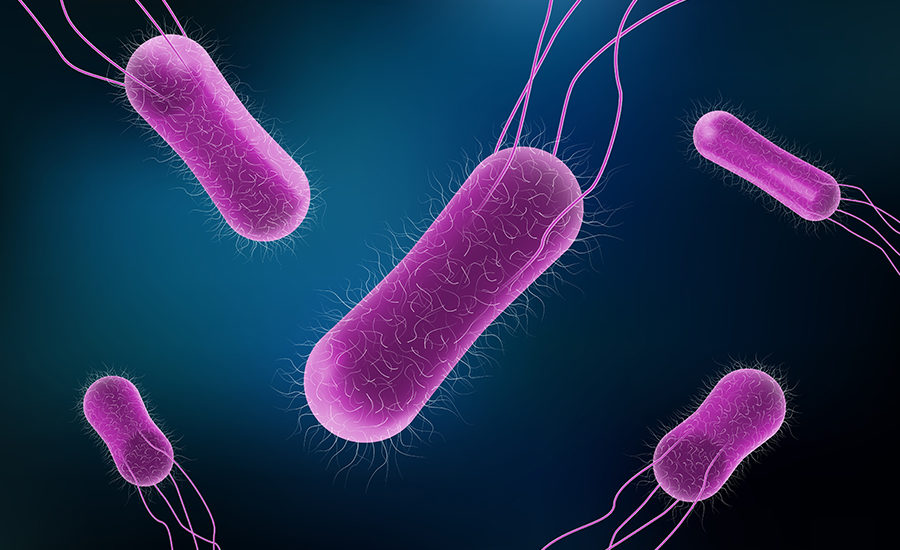 Vector illustration of Salmonella Bacteria for medicine concept