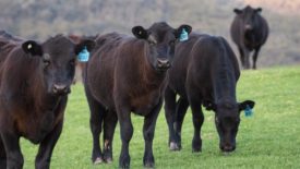 Black Angus cattle