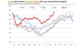 USDA fed cattle weights August 2024