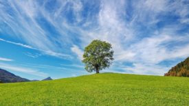 Tree in field