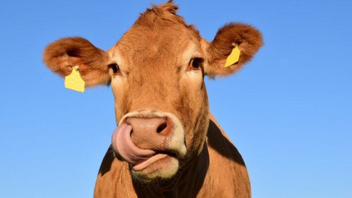 Cow licking its mouth