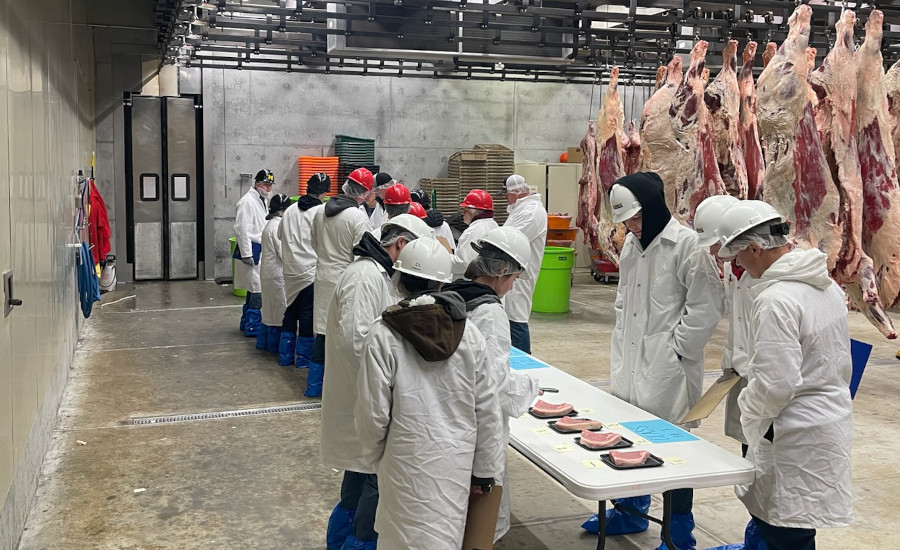 Meat judging