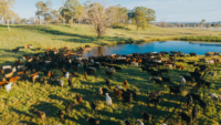 Aussie cattle