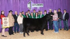 2025 Angus Foundation Heifer Package