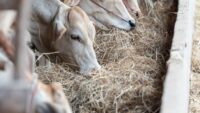 Cattle feeding