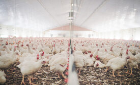 Shot of chickens on a poultry farm