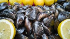 Mussels surrounded by lemons