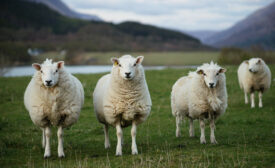 sheep in field