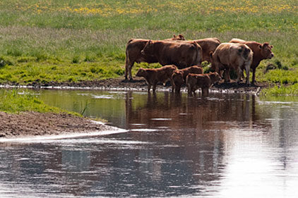 Beef Industry = proven sustainability | 2013-10-08 | National ...